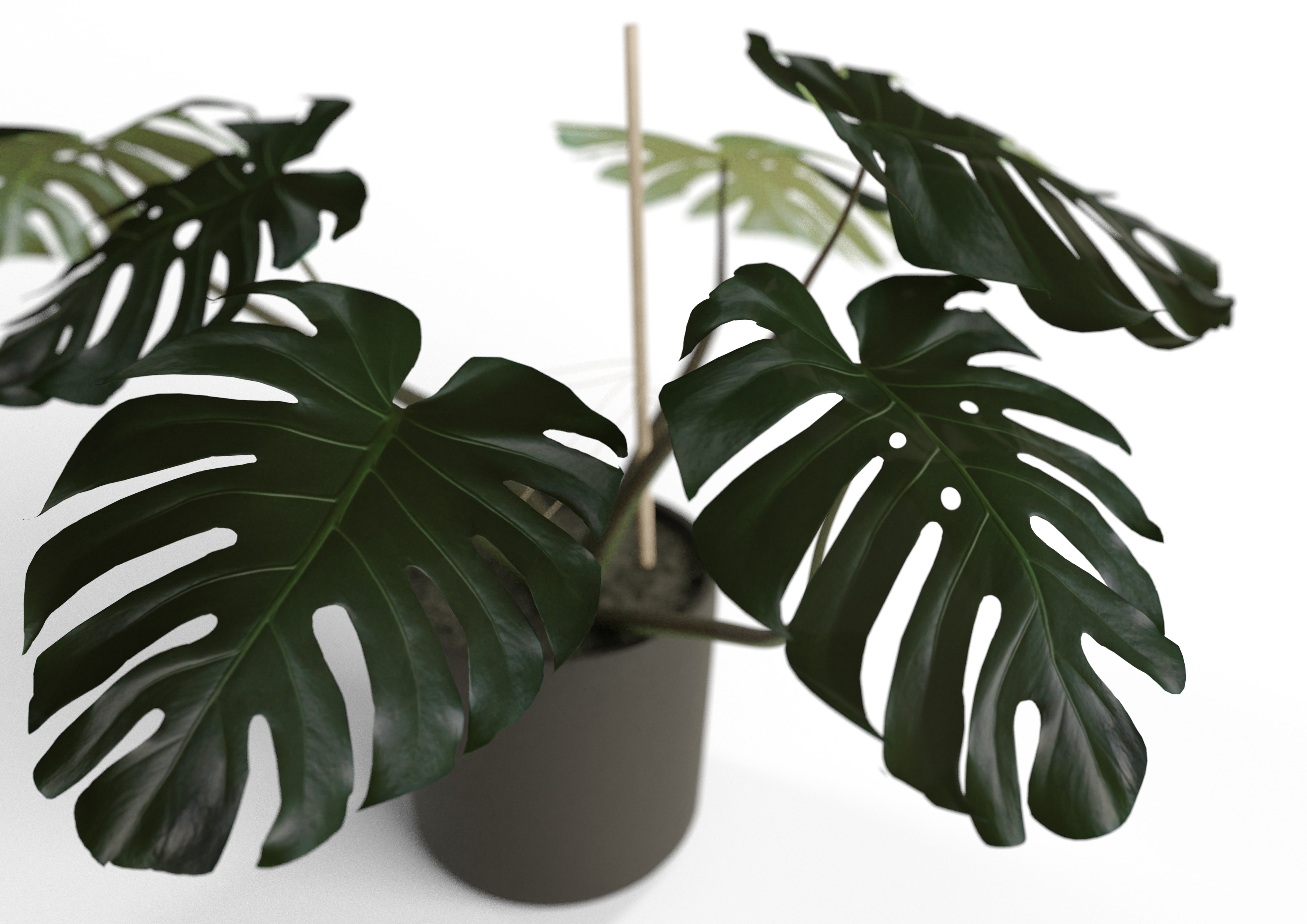 Monstera Plant preview image 2